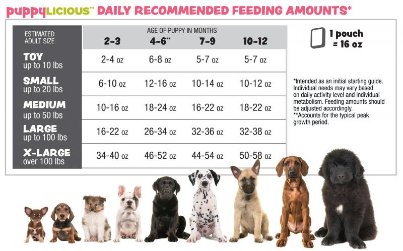 Czy surowe jedzenie jest dobre dla psów?