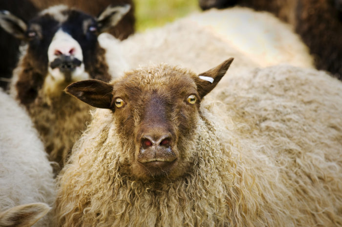 5 najlepszych owiec do produkcji mleka (ze zdjęciami)