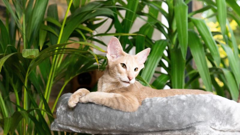 8. Cornish Rex