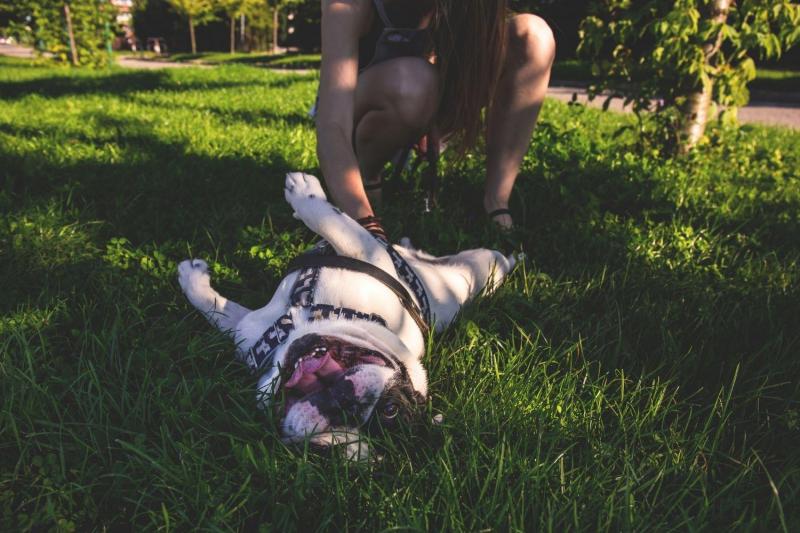 8. undefinedSoutheastway Park Off-Leash Dog Park: Położony w południowo-wschodniej części Indianapolis, Southeastway Park oferuje przestronny teren do zabawy bez smyczy ze szlakami, otwartymi polami, a nawet stawem dla psów, które uwielbiają pływać.