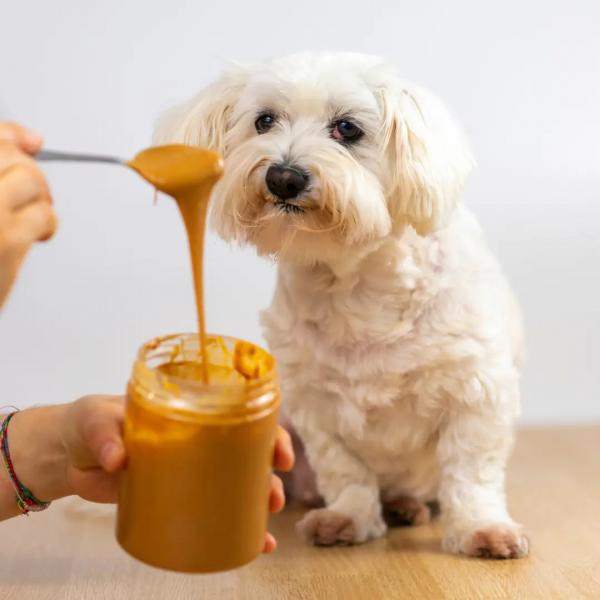 Czy masło orzechowe Skippy jest bezpieczne dla psów?