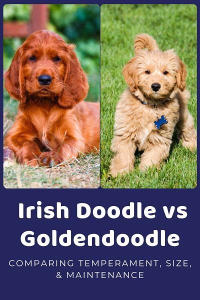 Irish Doodle vs Goldendoodle: Różnice (ze zdjęciami)