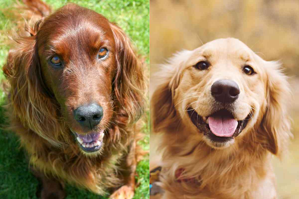 Seter irlandzki a golden retriever: Główne różnice (ze zdjęciami)