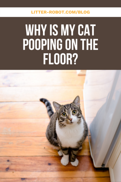 5 powodów, dla których Twój kot robi kupę na podłodze 