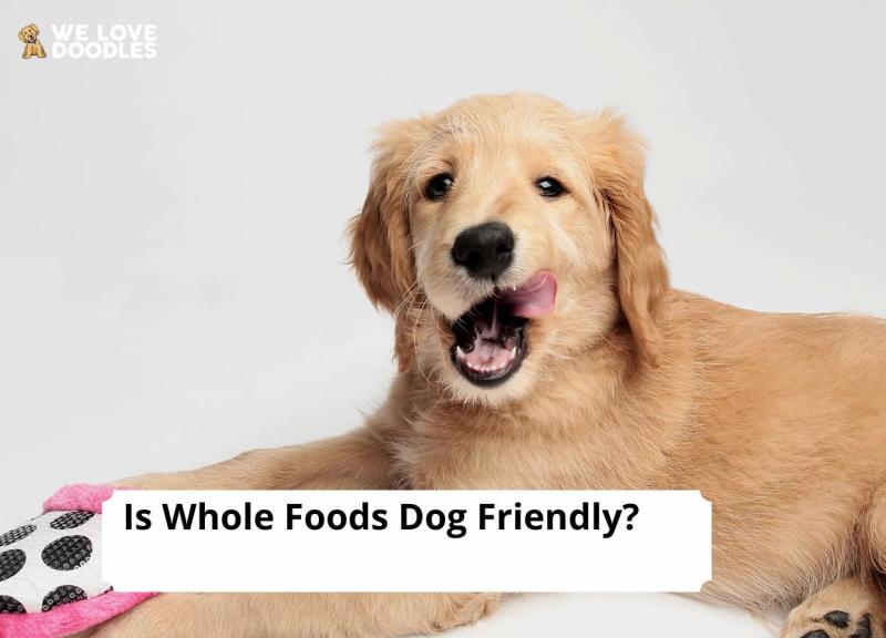 Zasady dotyczące zwierząt w Whole Foods