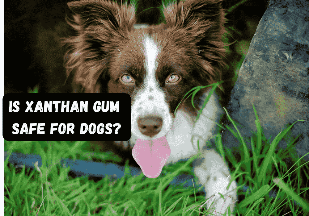 Czy guma ksantanowa jest szkodliwa dla psów? Ważne informacje dotyczące bezpieczeństwa