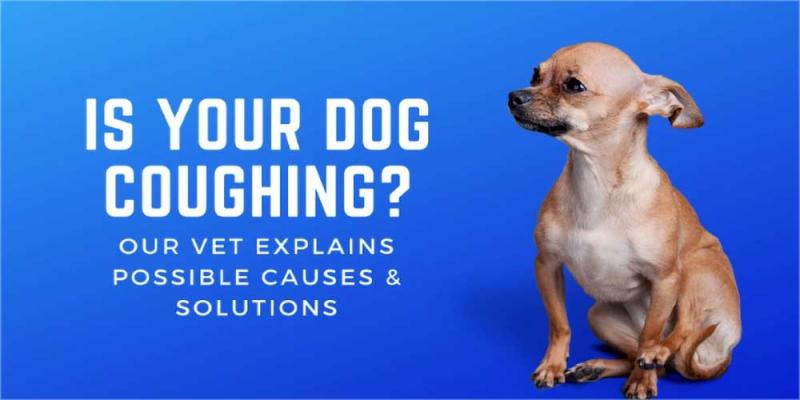 Czy wątróbka drobiowa jest dobra dla psa z zapaleniem trzustki? Nasz weterynarz wyjaśnia