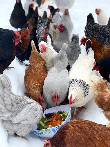 Rzeczy, których należy unikać podczas karmienia kurczaków