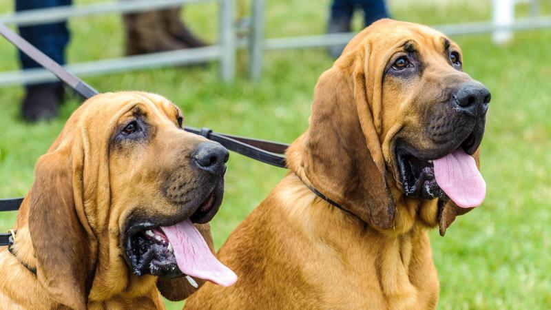 Co należy wiedzieć, posiadając psa rasy Bloodhound: