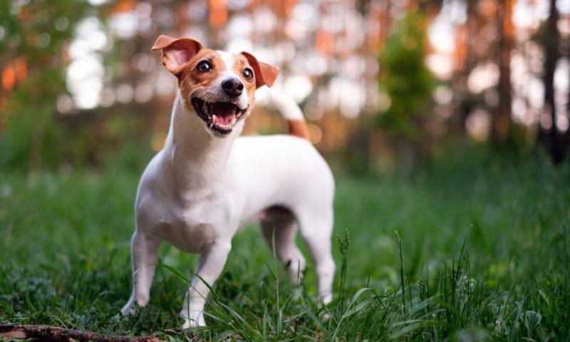 Informacje o rasie Jack Rat Terrier: Zdjęcia, przewodnik, pielęgnacja i więcej