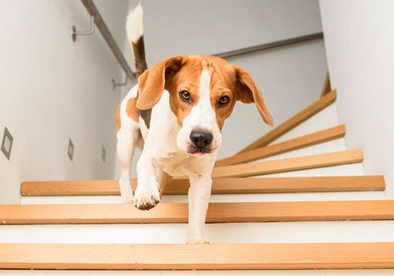 Jak wytresować psa do wchodzenia po schodach: 2 skuteczne metody