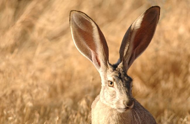 Co warto wiedzieć o królikach antylopach