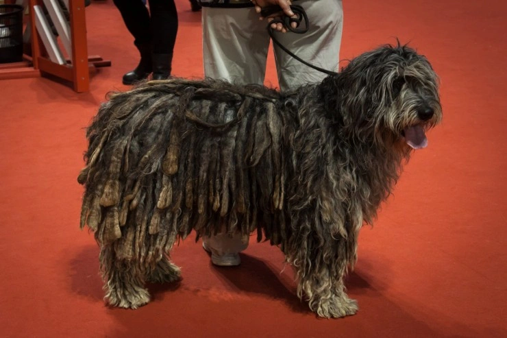 Sprowadzenie do domu nowego Bergamasco: Jednorazowe koszty