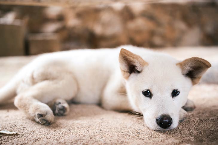 Charakterystyka rasy Jindo Husky Mix