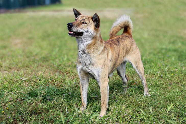 Przewodnik po koreańskich psach rasy Jindo: Informacje, zdjęcia, pielęgnacja i więcej