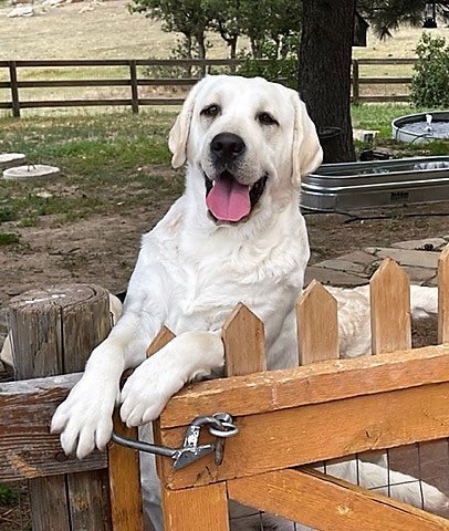 Szczenięta labrador retriever na sprzedaż w Kolorado: Lista hodowców 2024