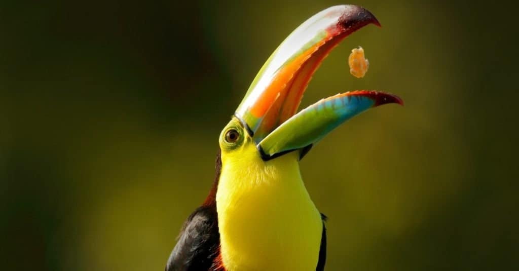 Szybkie fakty o papugach i tukanach