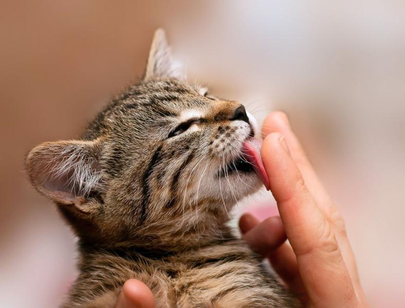 Dlaczego mój kot gryzie moje palce: 9 możliwych powodów
