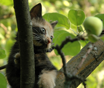 Dlaczego koty utknęły na drzewach? Wszystko, co musisz wiedzieć!