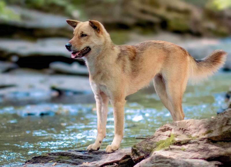 Jindo Terrier Mix: Zdjęcia, pielęgnacja, informacje i więcej