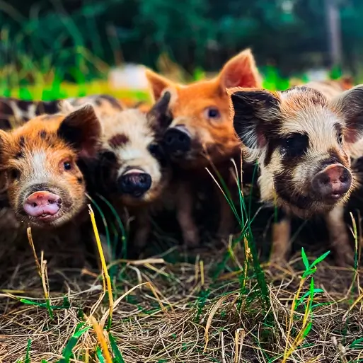 Jak długo żyją świnki miniaturowe? Średnia długość życia, dane i przewodnik opieki