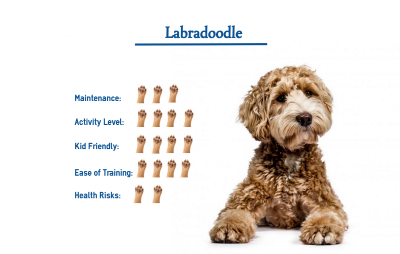 Co sprawia, że Labradoodle są dobrymi psami służbowymi?