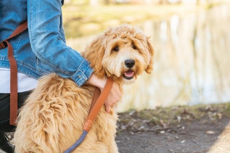 Morelowy Labradoodle: Fakty, pochodzenie i historia (ze zdjęciami)