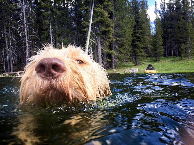 Jak dobrze pływają labradoodle? Fakty i najczęściej zadawane pytania