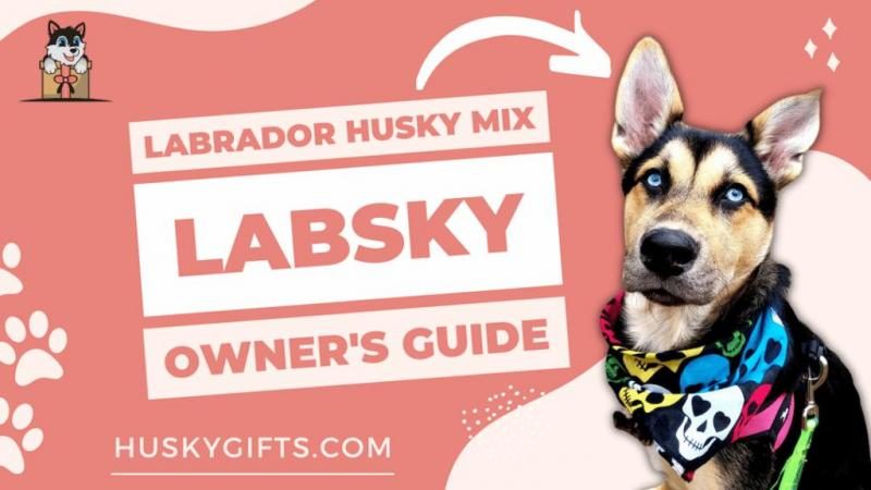 labrador-husky-mix-labsky-owners-guide-1024x576-6121646-9754880