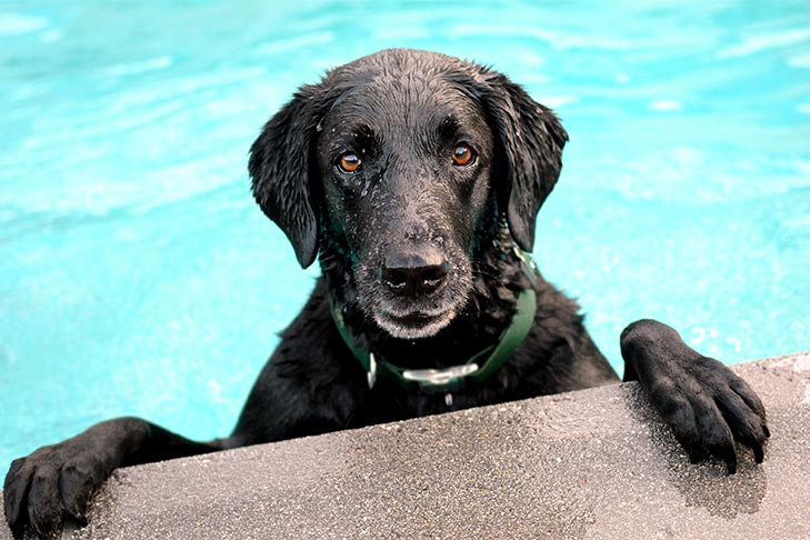 Czy psy mogą pić wodę z basenu? Niebezpieczeństwa związane z chlorem i słoną wodą