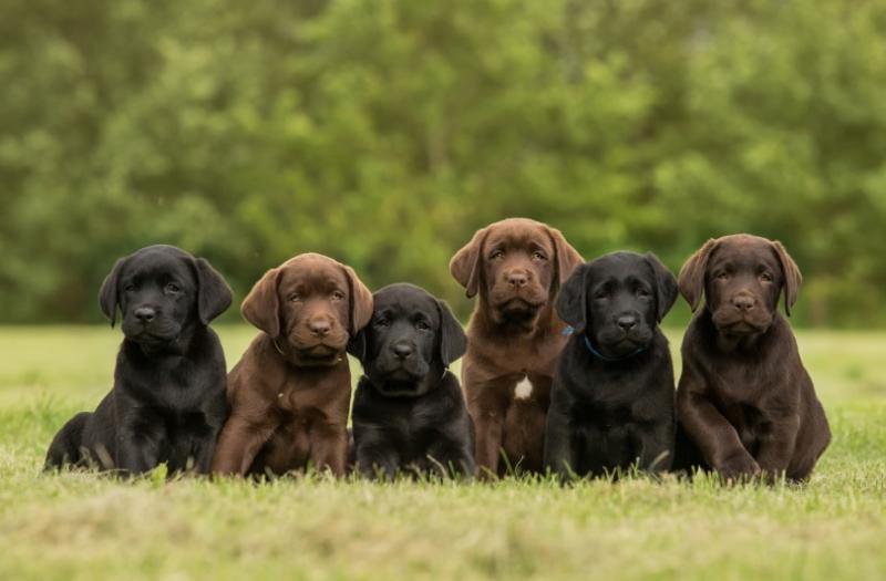 4. Trinity Labradors