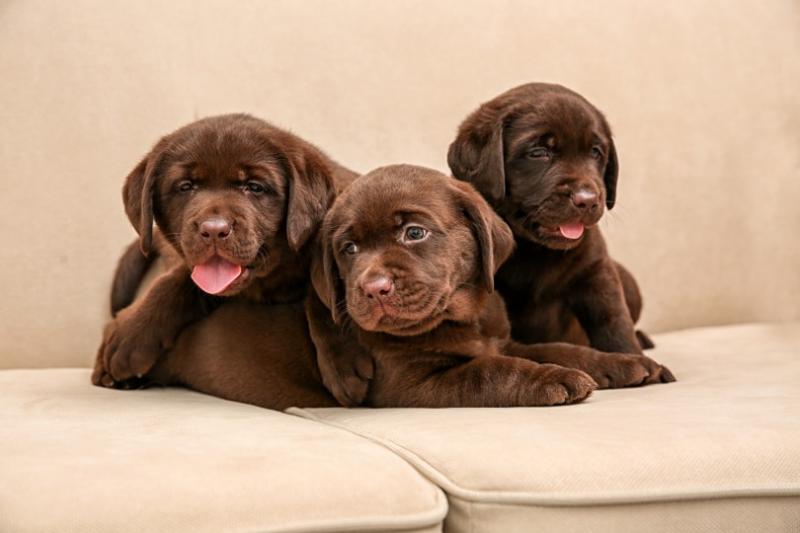 5. RCM Labradors