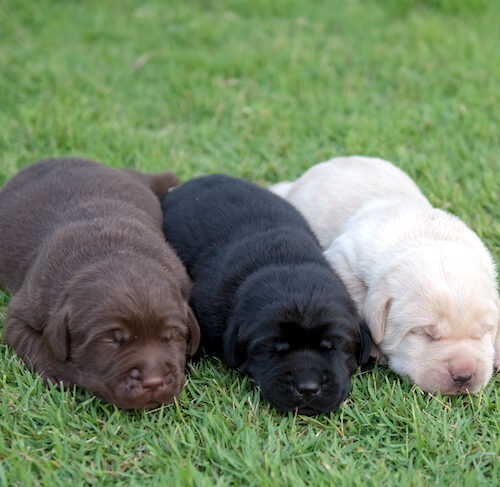 1. Labrador Retriever