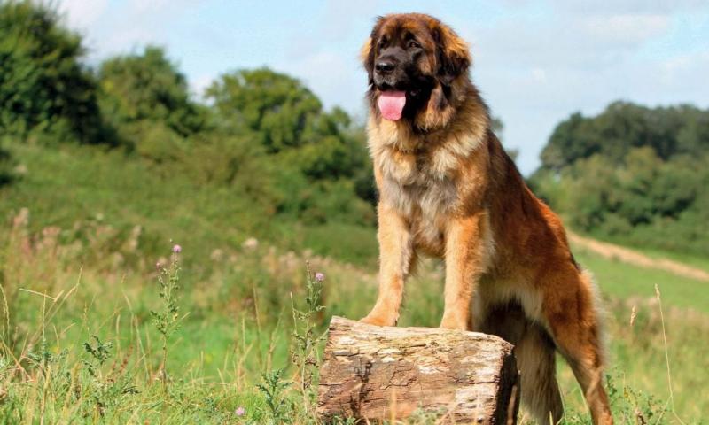 Przewodnik po rasie psów Leonberger: Zdjęcia, informacje, pielęgnacja i więcej!