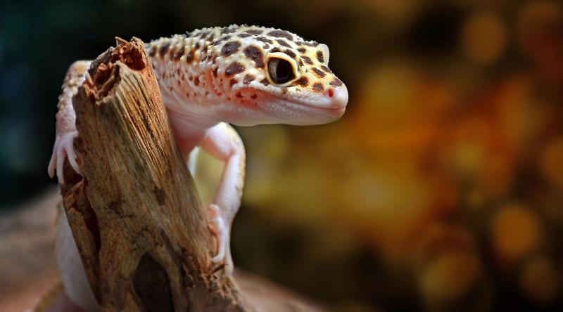 10 fascynujących i zabawnych faktów na temat gekonów lamparcich