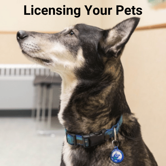 Korzyści z rejestracji psa: 10 ważnych powodów, dla których warto rejestrować zwierzęta domowe