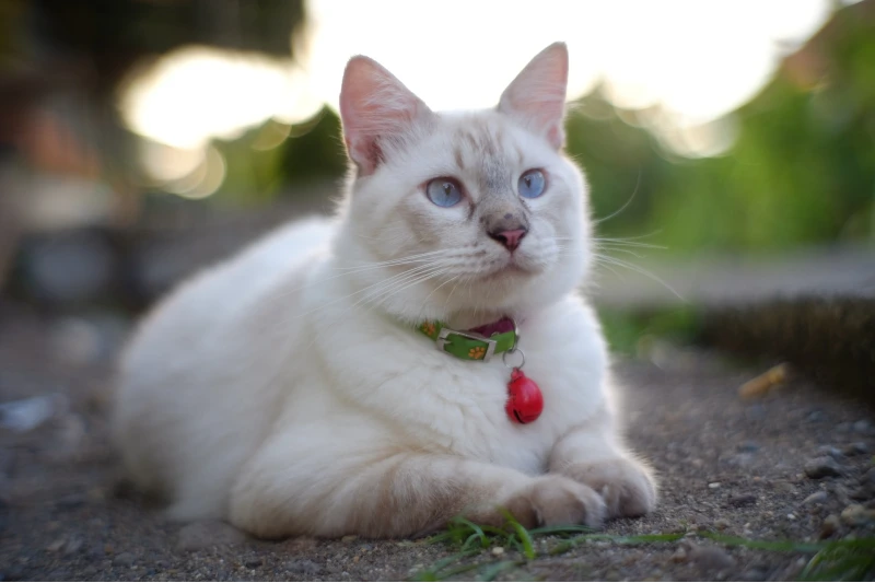 Kot liliowy ragdoll: fakty, pochodzenie i historia (ze zdjęciami)