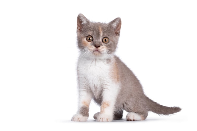 Liliowy kot żółtoszyi: zdjęcia, fakty i historia
