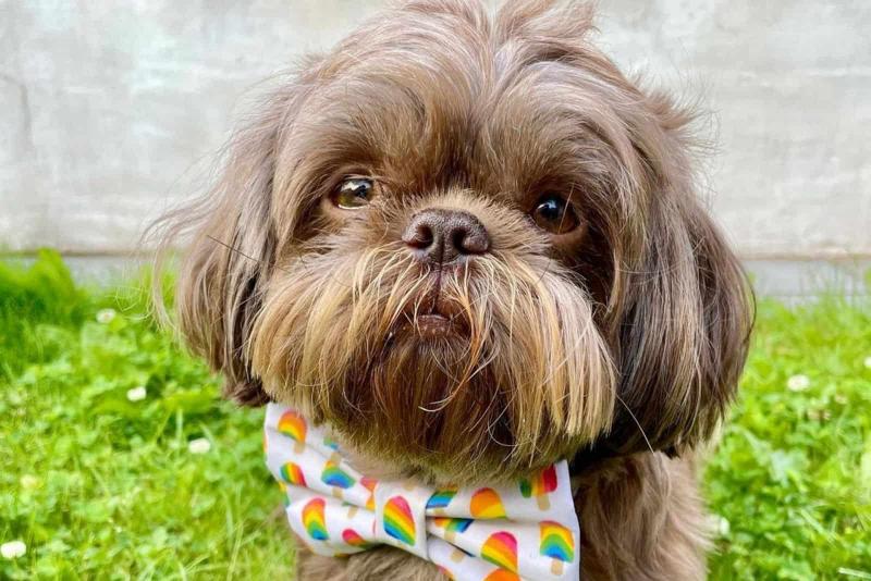 Formalne uznanie czekoladowego shih tzu