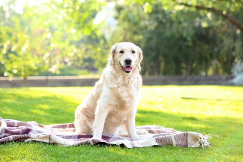 Jak labrador retriever zyskał popularność