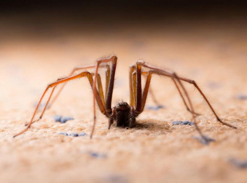 14 pająków występujących w New Jersey (ze zdjęciami)