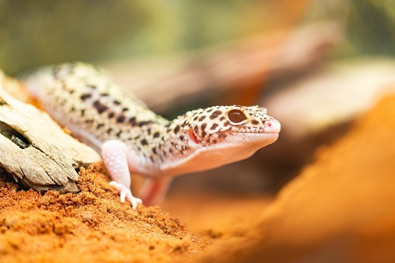 Supreme Gecko