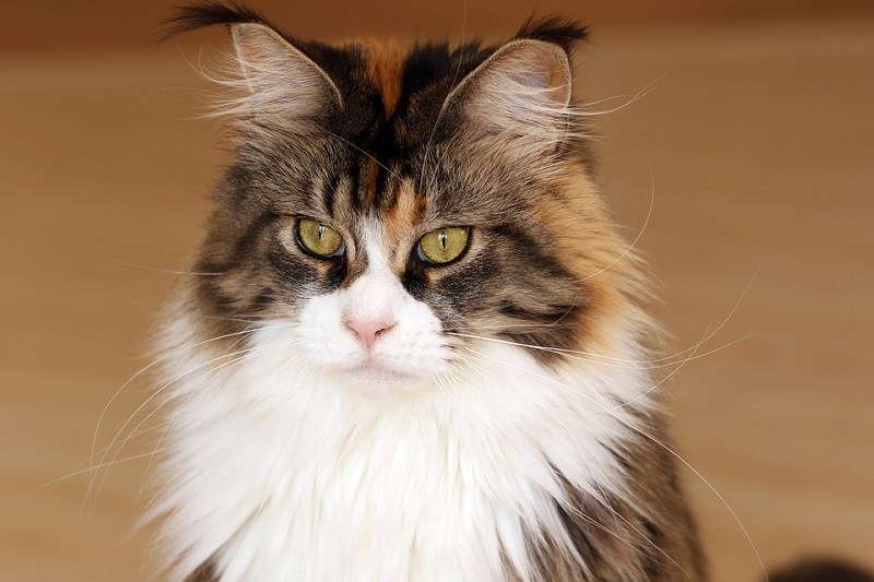2. Maine Coon