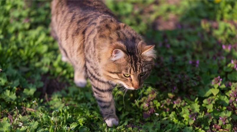 Kot bengalski Maine Coon Mix: zdjęcia, temperament i cechy charakterystyczne