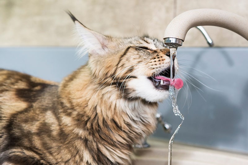 Zachęcanie kota do picia większej ilości wody