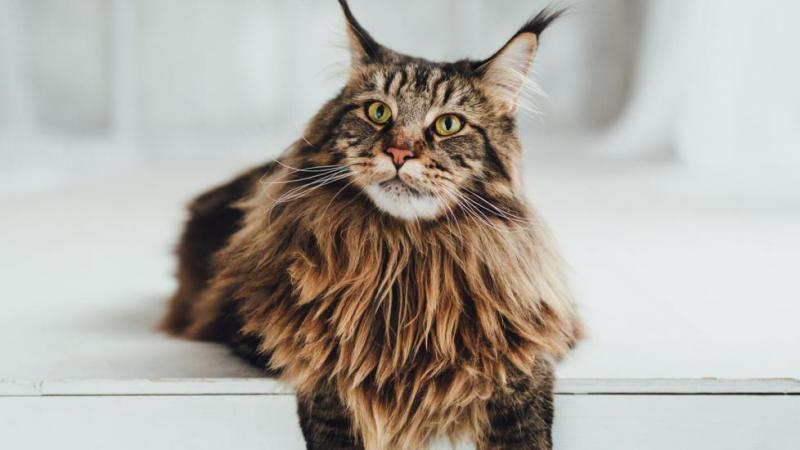 Maine Coon a zwykły kot: różnice w rozmiarze, temperamencie i pielęgnacji (ze zdjęciami)