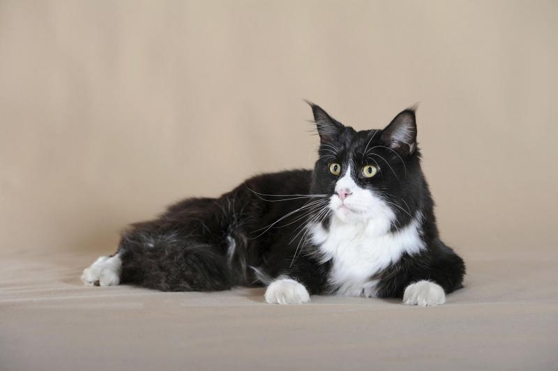 13 ras kotów czarno-białych: Zdjęcia, fakty i więcej