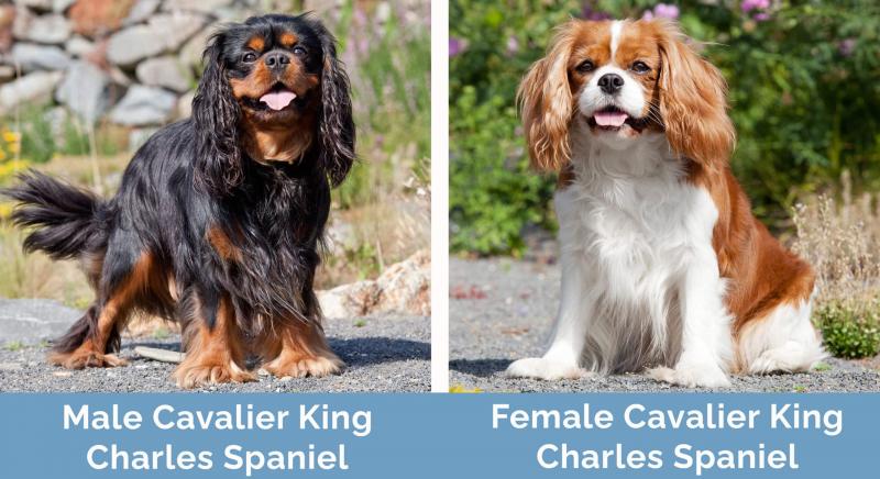 Przegląd samców Cavalier King Charles Spanieli