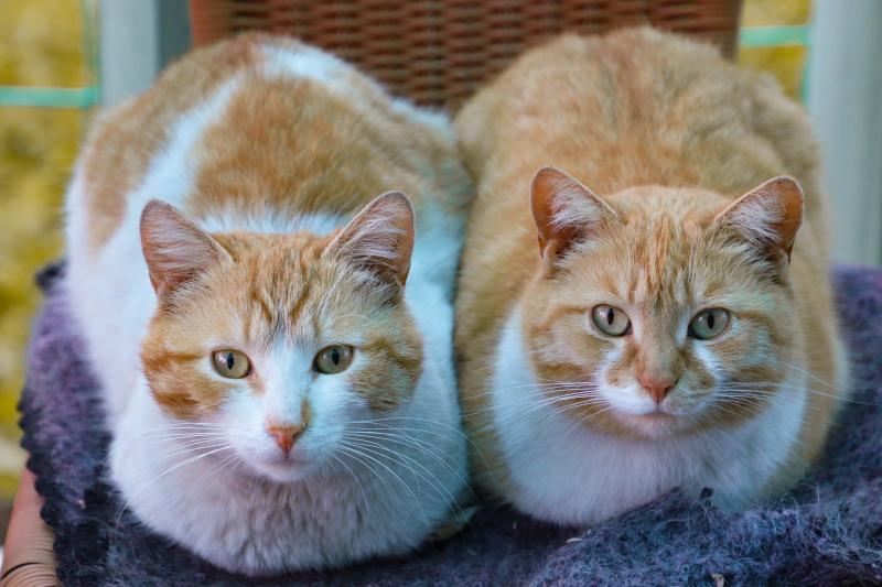 Koty płci męskiej i żeńskiej: Kluczowe różnice (ze zdjęciami)