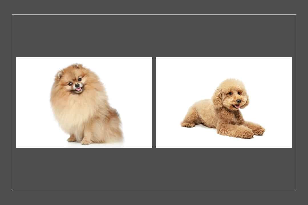 Maltipoo vs Pomeranian: Jak wypadają w porównaniu? (ze zdjęciami)